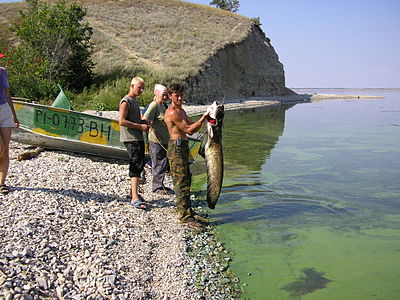 Природный парк «Щербаковский». Урочище «Мостовое». Рыбаки поймали сома