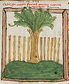 Расцветший Ааронов жезл. Немецкая миниатюра, XV век.