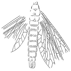 Prochoroptera calopteryx