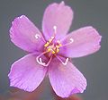 Цветок Drosera hartmeyerorum