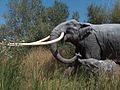 Прямобивневый лесной слон (реконструкция)