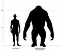 Человек в сравнении с Gigantopithecus blacki и Gigantopithecus giganteus