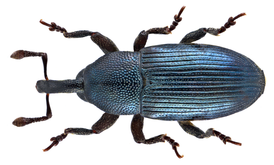 Baris picicornis