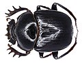 Scarabaeus nitidicollis