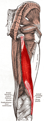 Двуглавая мышца бедра выделена красным