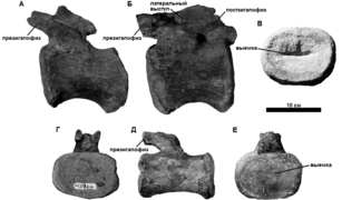 Средние хвостовые позвонки Lusotitan[en], ранее известного как "B." atalaiensis