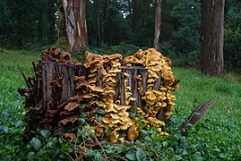 Armillaria luteobubalina