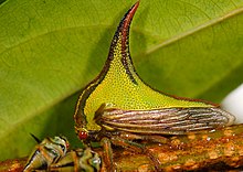 Umbonia crassicornis