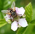 Echinomyia fera