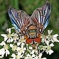 Phasia hemiptera