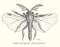 Веерокрылые (Strepsiptera), паразиты пчёл и ос