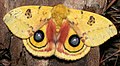 Отпугивающая окраска в виде «глаз» на крыльях Automeris io