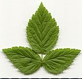 Rubus idaeus — перисто-тройчатый