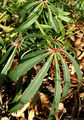 Пальчатолопастные листья Helleborus foetidus