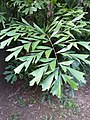 Лист пальмы Caryota mitis дваждыперистый с рваными краями[1]