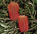 Банксия Броуна (Banksia brownii)