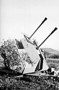 3,7 cm FlaK-Zwilling 43 в Северной Франции, 1944 год.