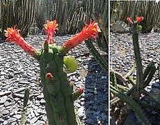 Borzicactus fieldianus