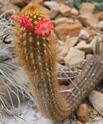 Borzicactus icosagonus