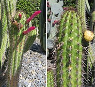 Borzicactus plagiostoma