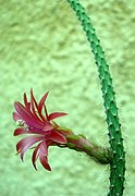 Borzicactus tenuiserpens