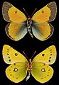 Colias chrysotheme ♂