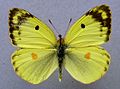 Colias alfacariensis, ♂