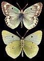 Colias phicomone, ♂