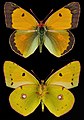 Colias croceus, ♂