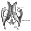Обзорное изображение боковых желудочков, сверху.