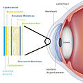 Строение роговицы