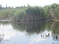 озеро Кривое летом 2013 года