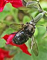 Xylocopa tabaniformis