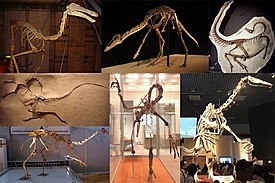 Разнообразие орнитомимозавров. 1-й ряд: галлимим, ансеримим, орнитомим; 2-й ряд: струтиомим (сверху), "Gallimimus mongoliensis" (снизу), гарпимим, дейнохейрус.