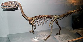 Смонтированный скелет Coelophysis bauri, Кливлендский музей естественной истории