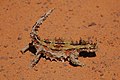 Молох (Moloch horridus)