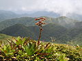 Guzmania plumieri