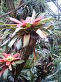 Guzmania sanguinea