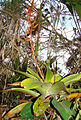 Guzmania undulatobracteata