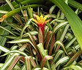 Guzmania zahnii