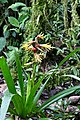 Guzmania xanthobractea