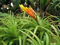 Guzmania angustifolia