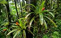 Guzmania berteroniana