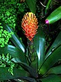 Guzmania conifera