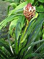 Guzmania farciminiformis