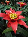 Guzmania lingulata