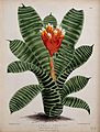 Guzmania musaica