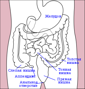 Желудок, кишечник и прямая кишка