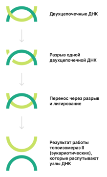 Это схема работы топоизомеразы 2. Происходит разрыв двуцепочечный разрыв одной из двух молекул ДНК. Затем перенос через этот разрыв второй молекулы ДНК и лигирование первой молекулы.