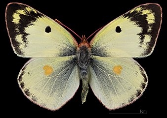 Colias hyale самец